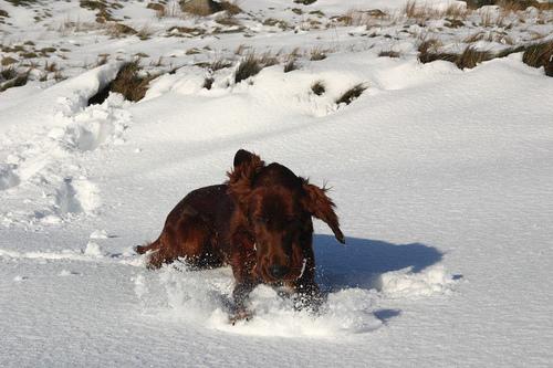 Ирландский сеттер фото 3