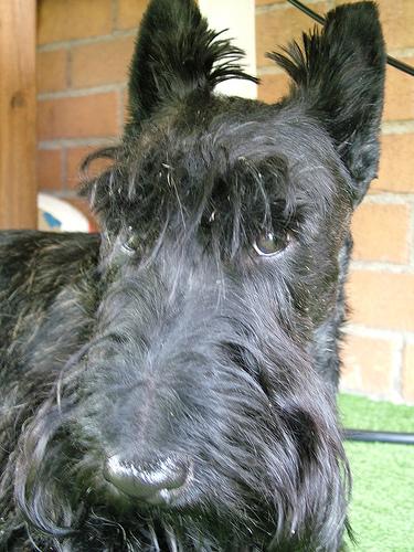 Шотландский терьер (скотч‑терьер) фото 9