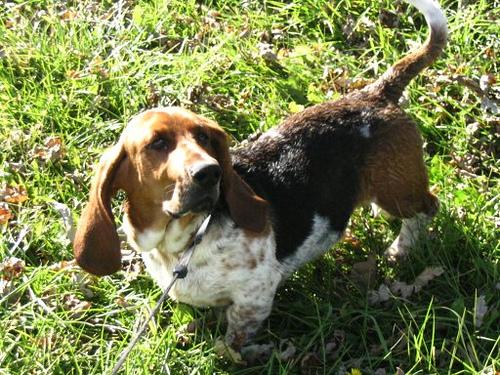 Бассет‑хаунд фото 5