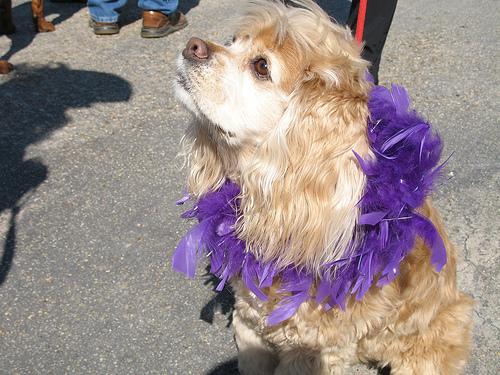 Английский кокер‑спаниель фото 10