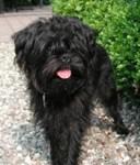 Аффенпинчер фото 5