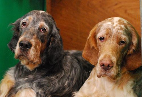 Английский сеттер фото 8