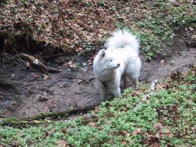 Самоед фото 1