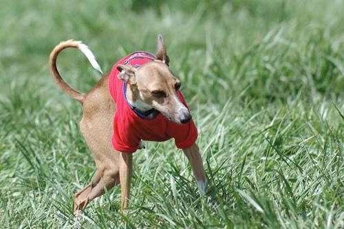 Итальянская борзая (левретка) фото 9