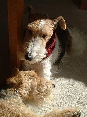 Лейкленд‑терьер фото 9