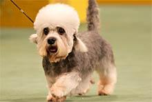 Денди‑динмонт‑терьер фото 12