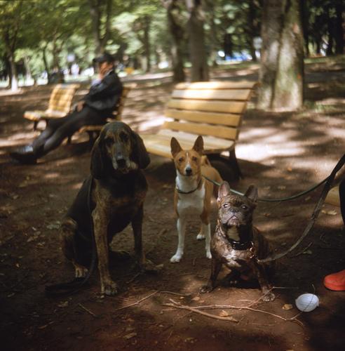 Басенджи фото 6