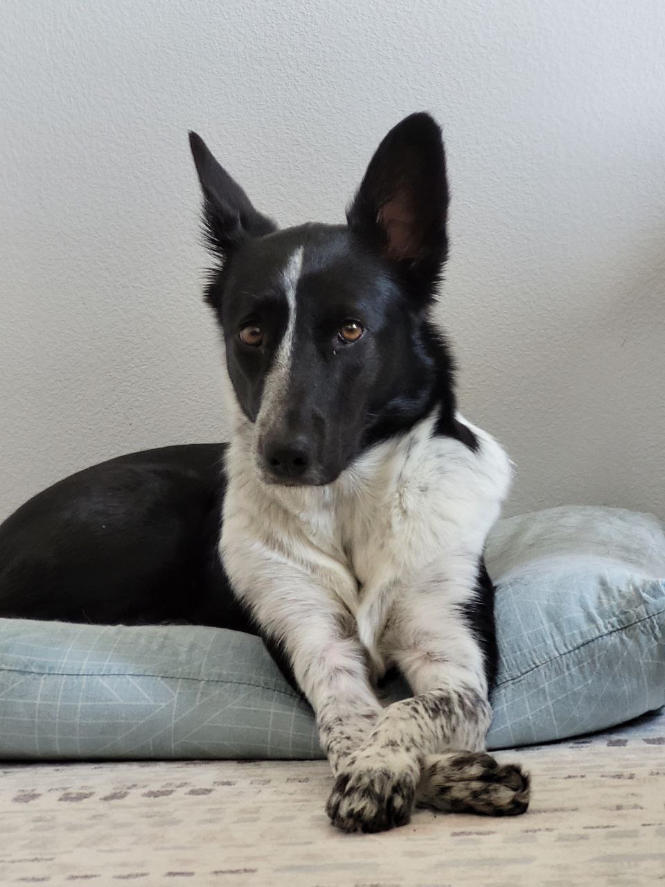 Фото породы Метис (mix)