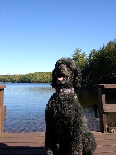 Стандартный пудель — фото породы