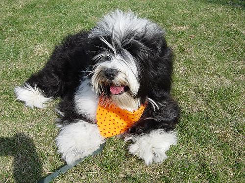 Тибетский терьер — фото породы