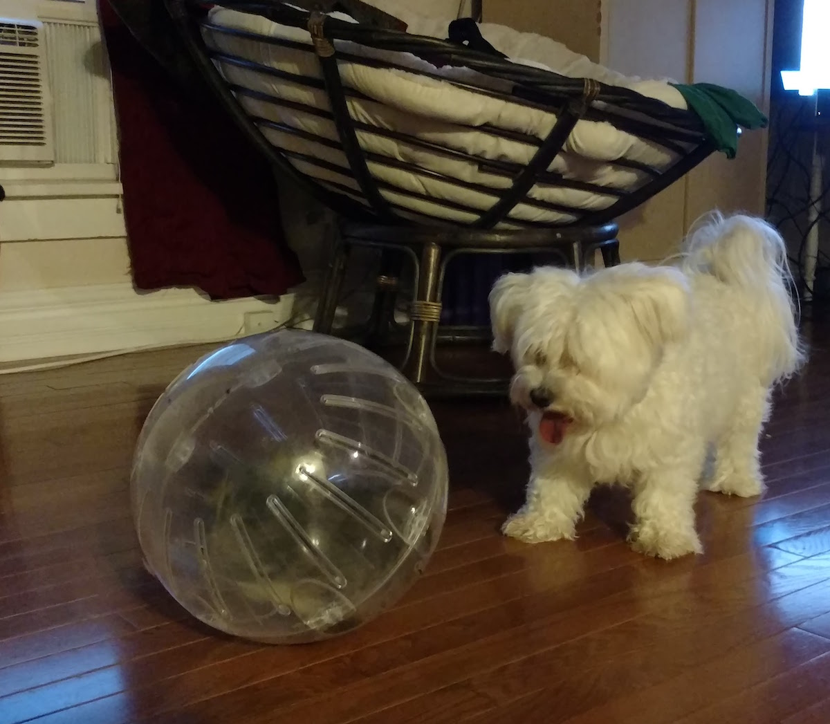 Котон‑де‑Тулеар фото 1