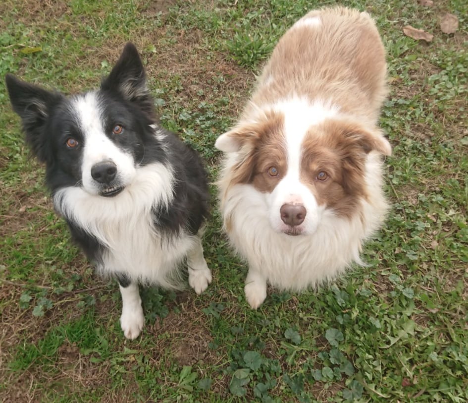 Бордер‑колли фото 3