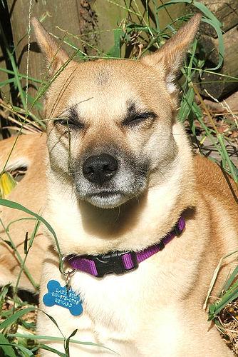 Басенджи фото 1