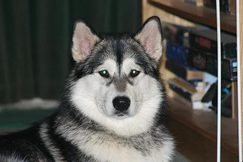 Аляскинский маламут фото 5