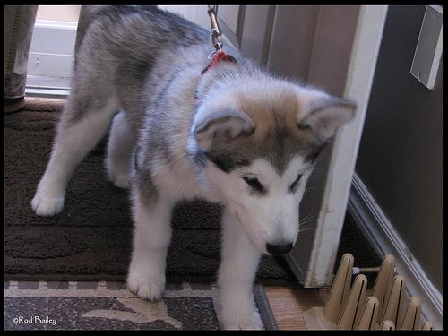 Аляскинский маламут фото 8