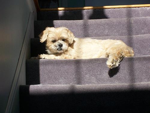 Лхаса апсо фото 8