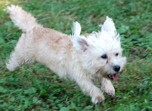 Денди‑динмонт‑терьер фото 4