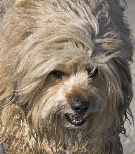 Тибетский терьер фото 1