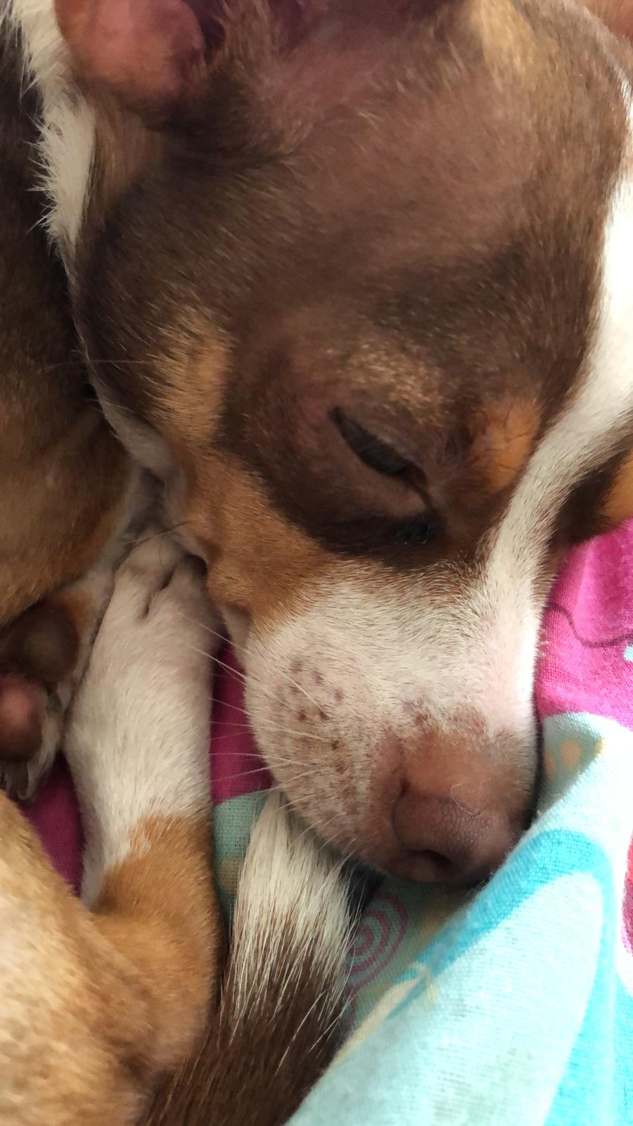 Той‑терьер фото 7