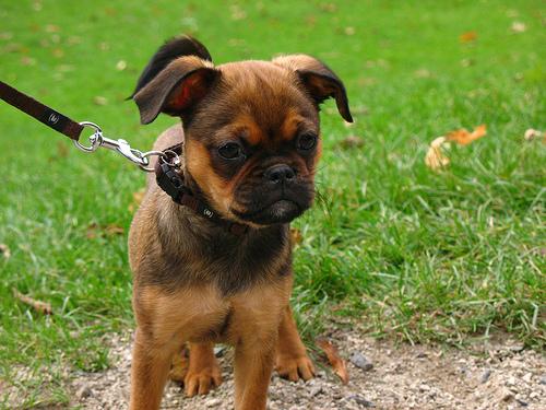 Брюссельский гриффон (брабансон) фото 1