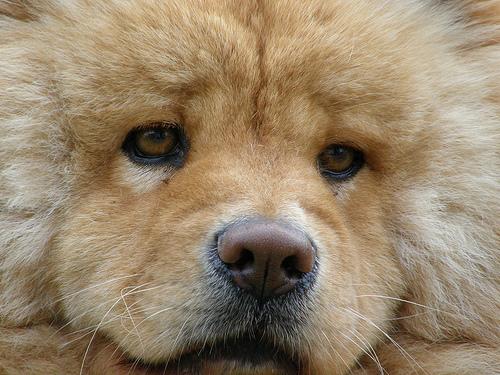 Чау‑чау фото 6