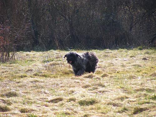 Фландрский бувье фото 1