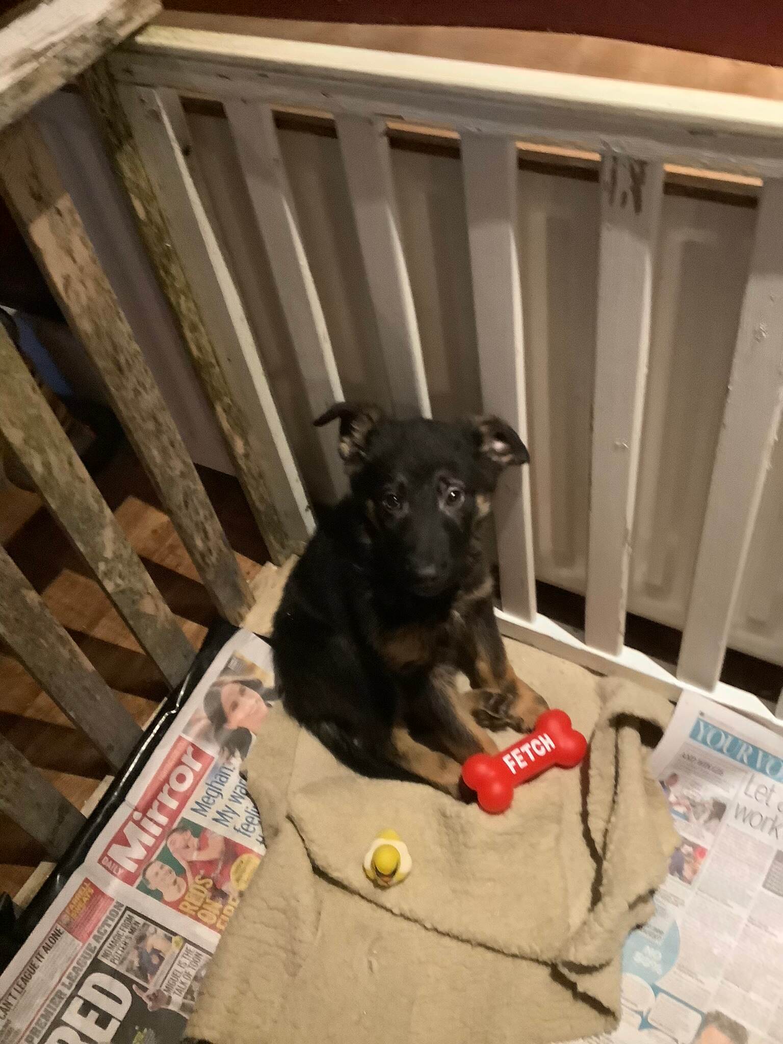 Немецкая овчарка фото 11