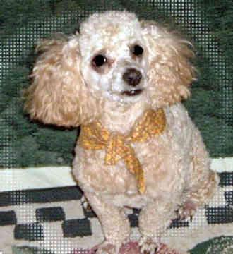 Той‑пудель фото 1