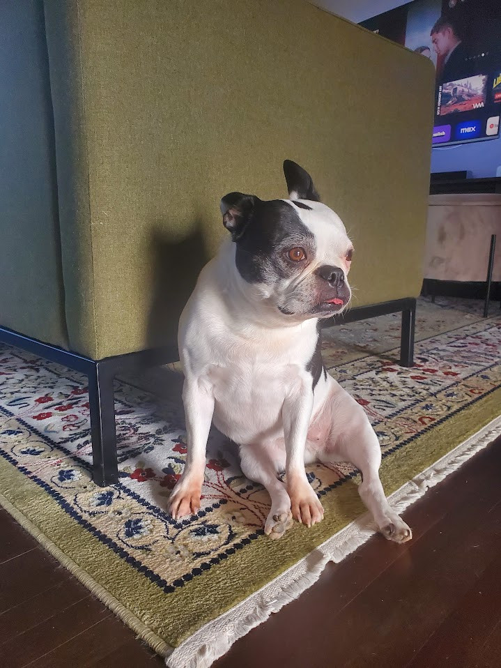 Бостон‑терьер фото 3