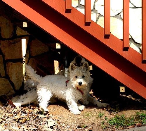 Вест‑хайленд‑уайт‑терьер фото 8