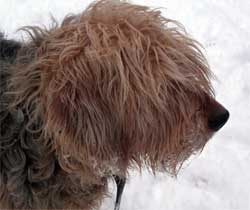 Оттерхаунд (выдровая гончая) фото 3