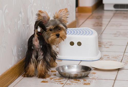 Шелти-терьер (шелковый терьер, австралийский шелковистый терьер) фото 12