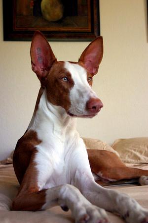 Ибицкая борзая (ивисская борзая, ибизан) фото 12