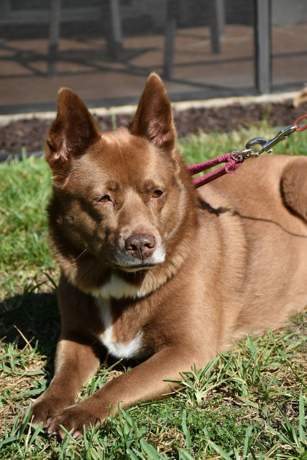 Австралийский келпи фото 1