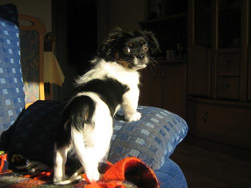 Пекинес — фото породы