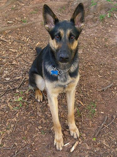 Немецкая овчарка фото 2