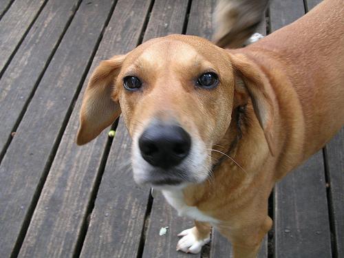Редбоун‑кунхаунд (Redbone Coonhound) фото 5