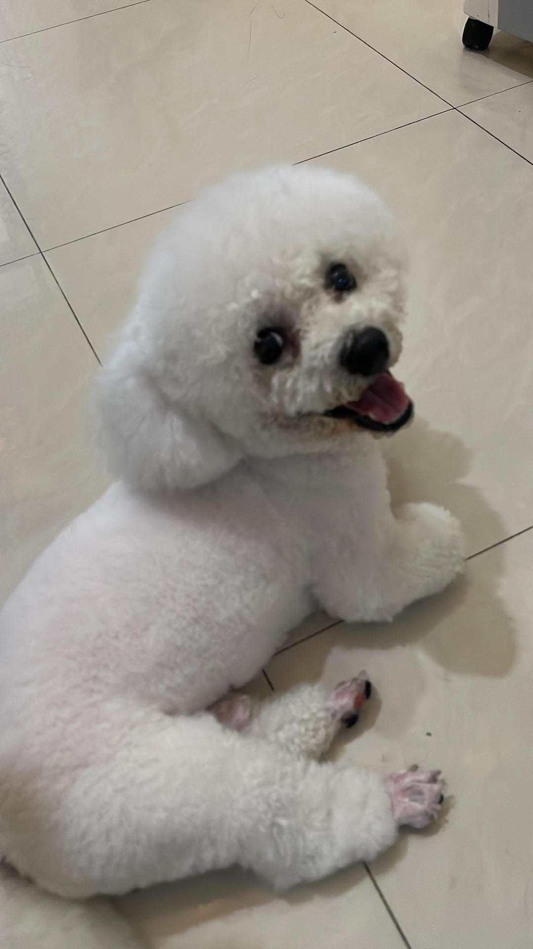 Бишон‑фризе фото 9