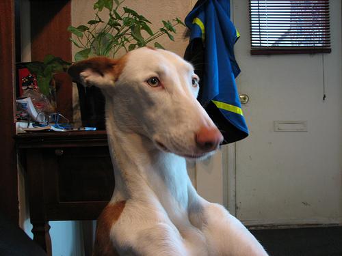 Ибицкая борзая (ивисская борзая, ибизан) фото 10