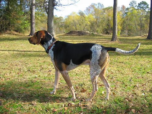 Голубопятнистая гончая (блютик) фото 7