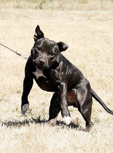 Стаффордширский бультерьер фото 2