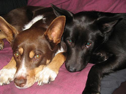 Фото породы Австралийский келпи