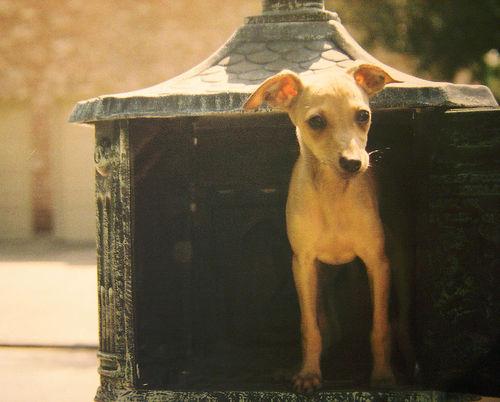 Итальянская борзая (левретка) фото 10