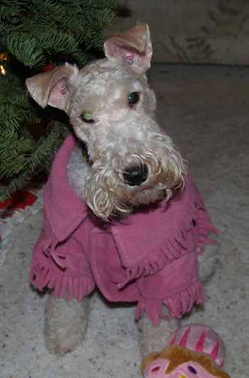 Фокстерьер фото 9