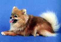 Померанский шпиц фото 3