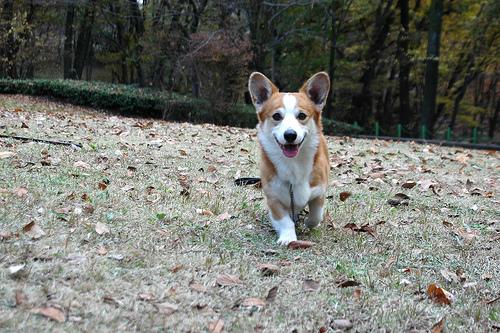 Вельш‑корги пемброк фото 3