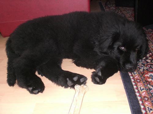 Ньюфаундленд фото 9