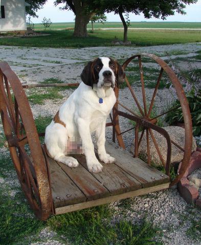Сенбернар фото 11