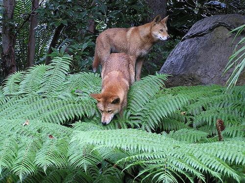 Динго фото 4