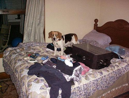 Бигль фото 6